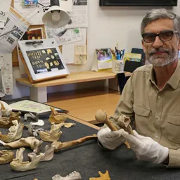 Evoluciona: Antonio Rosas: "En algun moment hi va haver només uns 3.000 Neandertals al continent" - episode art
