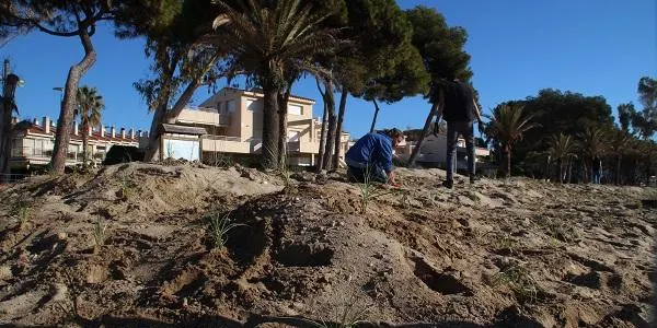 Centenars de plantes ja coronen les dunes del parc de Voramar d'Altafulla