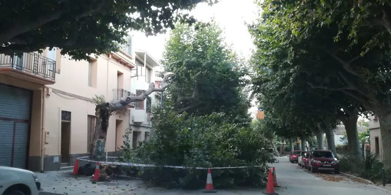 Cau de matinada una gran branca d'un plàtan a l'Eixample, acordonat des de divendres