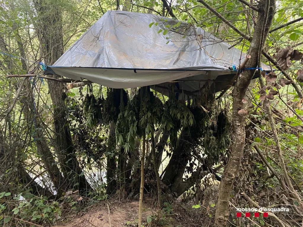 Els Mossos detenen dos homes pel cultiu de 1.500 plantes de marihuana en una zona boscosa d'Olius