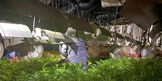 Detenen tres veïns de Pineda a la població de l'Escala acusats de tràfic de marihuana