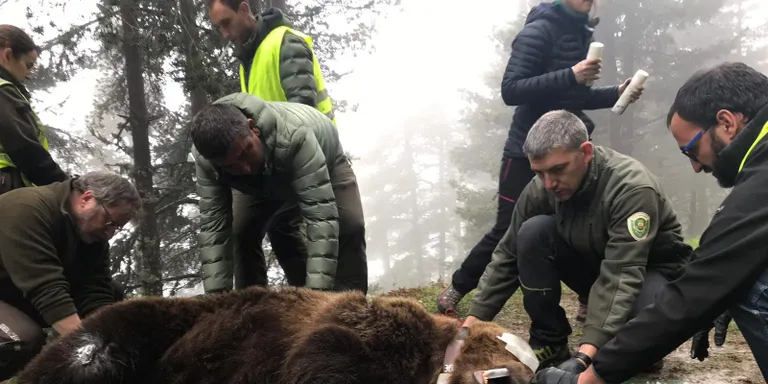 Capturen un ós de 120 quilos a la Val d'Aran per equipar-lo amb un collar GPS