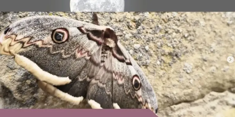 El Grup de Natura del Solsonès organitza una sortida per conèixer les papallones nocturnes