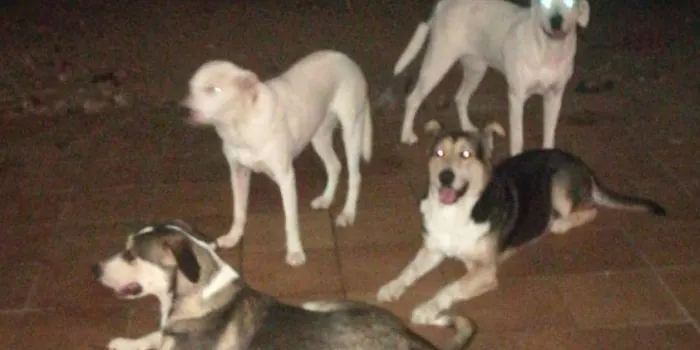 SOS Animals Maresme segueix fent una crida per a l’adopció dels gossos de la casa okupada a Montmar