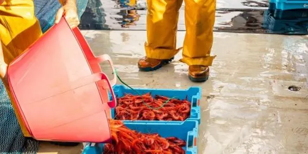 Els pescadors catalans convoquen dos dies de vaga, dilluns i dimarts de la setmana vinent