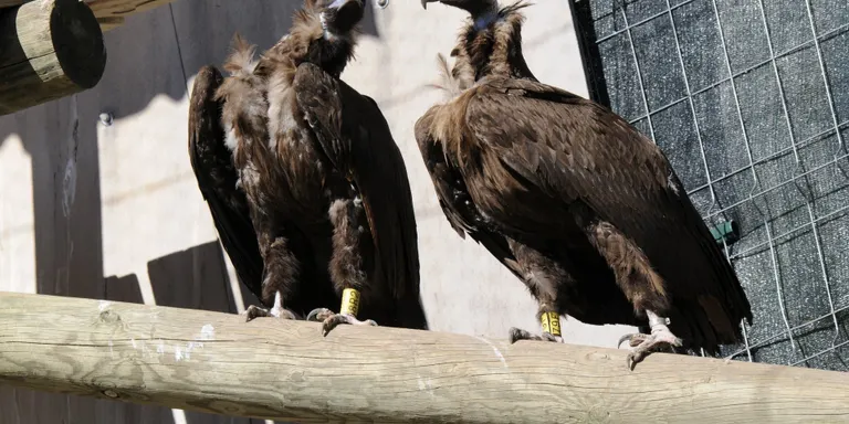 Alliberats tres voltors negres a la Muntanya d'Alinyà