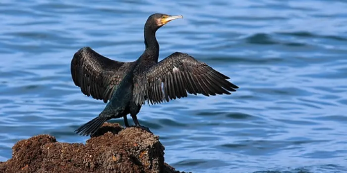 La regidoria de Medi Ambient convida a veure com arriben els corbs marins a la platja