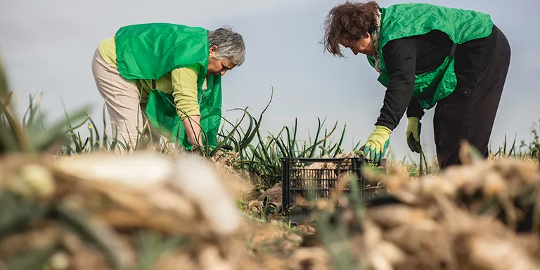 Si tens ganes d'ajudar la pagesia local, i alhora a persones en risc social, pots ser espigolador/a