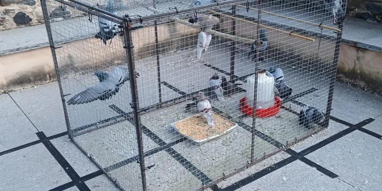 La població de coloms a la Seu d'Urgell s'ha reduït en uns 1.900 exemplars