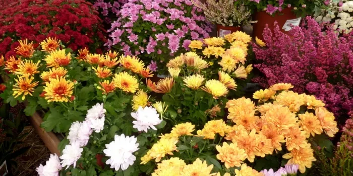 Creix la venda de flors per la Diada de Tot Sants