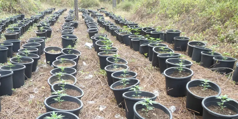 Detinguts dos homes per tenir un cultiu de 500 plantes de marihuana a Osor