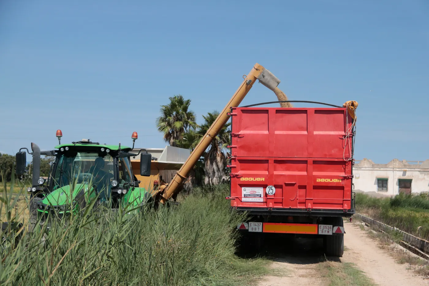 Un tractor descarrega l'arròs que tot just ha segat en un camp del delta de l'Ebre