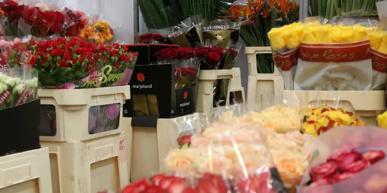 Mercabarna calcula vendre set milions de roses per Sant Jordi, però avisa que és l'últim amb producte local