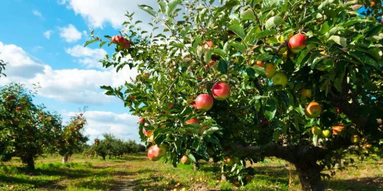 Unió de Pagesos valora en més 450 milions d’euros les pèrdues provocades per les gelades al sector de la fruita dolça, i en més de 28 milions les de la fruita seca