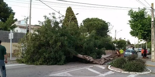 Torna a caure un arbre a la via pública a Altafulla, sense conseqüències greus