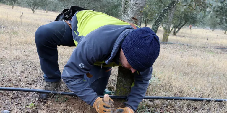 La producció de tòfona a Catalunya tanca la temporada al voltant de les tres tones per culpa de la sequera