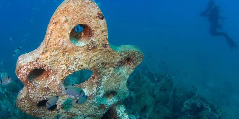 El Port de Torredembarra vol crear un centre d'interpretació del gran biòtop submarí