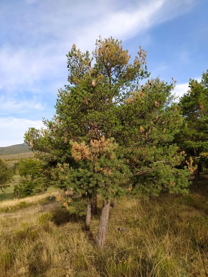 Els boscos del Solsonès rebran el 40% dels tractaments aeris per la processionària de tot el país