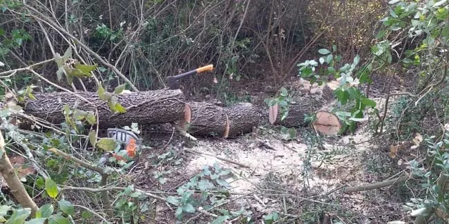 Enxampen dues persones tallant alzines de grans dimensions del Parc del Montnegre i el Corredor