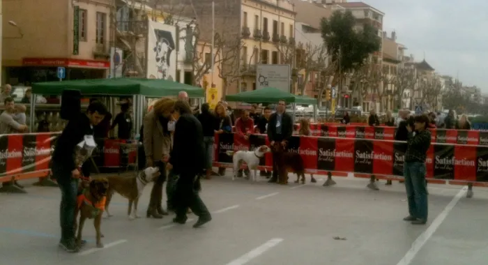 79 gossos participen a la primera Gos Fest d'Arenys de Mar