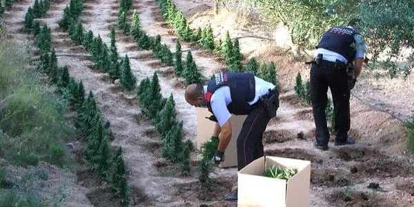 Tarragona concentra el 44% dels cultius de marihuana de Catalunya