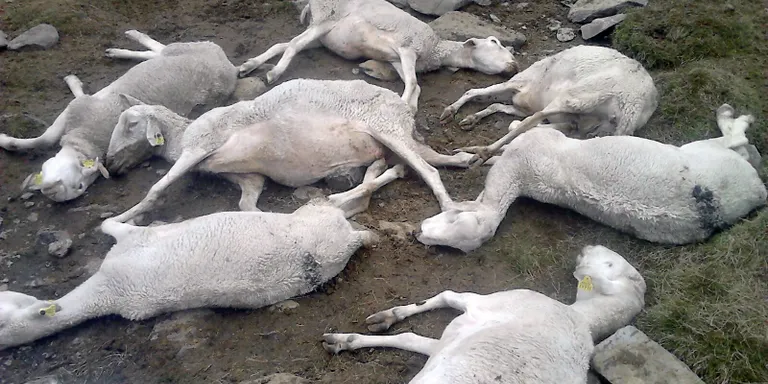 Un ós mata dotze ovelles en un atac a un agrupament de ramats prop d'Estanilles