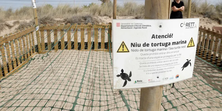 Una cinquantena de voluntaris custodien un niu de tortugues a la platja de Malgrat de Mar