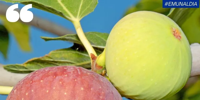 S'avança la temporada de collita de les figues a causa de les altes temperatures