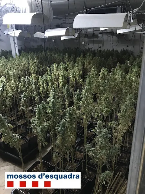 Desmantellada una plantació de marihuana a la urbanització de Pinemar