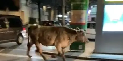 Una vaca passeja sola pel centre de la Seu d'Urgell