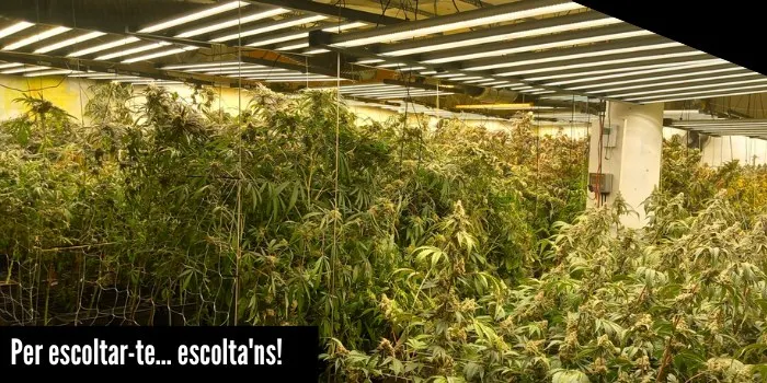 Els Mossos troben 450 plantes de marihuana en una casa de Sant Quirze Safaja