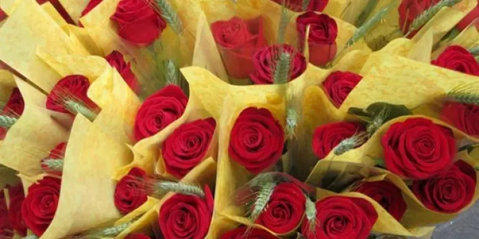 Els floricultors esperen mantenir la xifra de vendes de roses per Sant Jordi