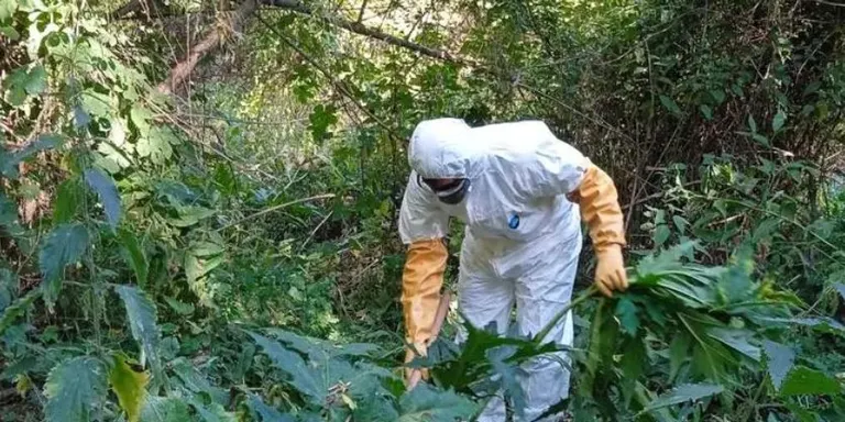 Finalitza la campanya de control de la pampa del Caucas a l'Alt Urgell i la Cerdanya