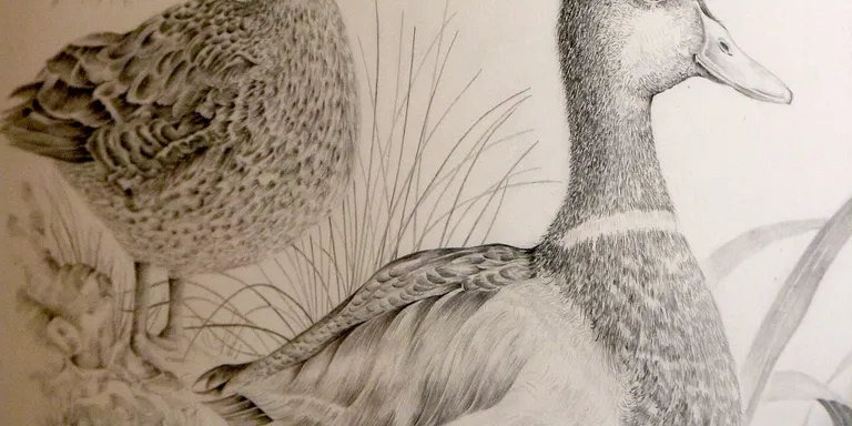 L’Ateneu acull una mostra de dibuixos de Quim Conca sobre la flora i fauna de la Riera