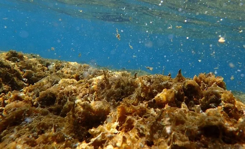La platja de Ponent és una de les del litoral català on s’ha detectat la presència de l’alga ‘Ostreopsis’