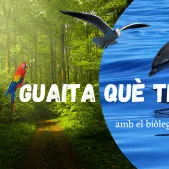 Guaita què tenim!
