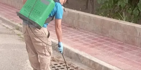 L'Ajuntament de la Pobla de Montornès realitza la recerca de possibles focus de larves de mosquits