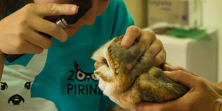 El Zoo del Pirineu es converteix en centre de cria d'òlibes