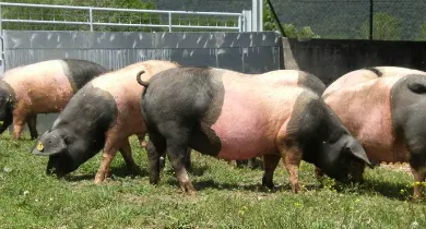 El Govern Català ha aprovat un Decret de Gestió de la Fertilització del Sòl i de les Dejeccions Ramaderes que afectarà a les granges de Caldes