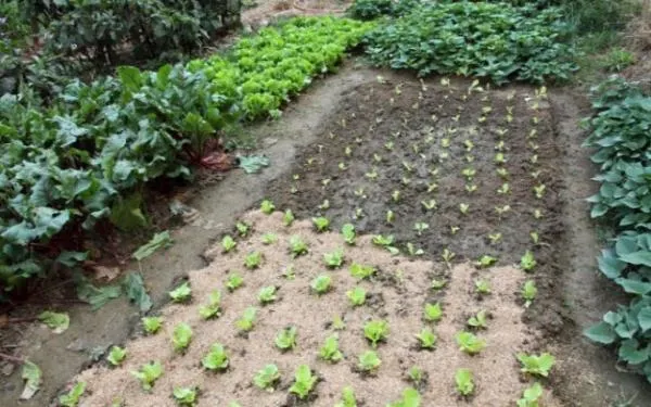 L’Ajuntament d’Altafulla impulsa un projecte d’Hort Social per a gent jubilada i prejubilada a l’Hort de la Sínia