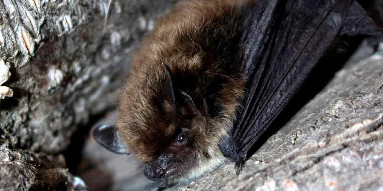 Troben per primer cop exemplars de ratpenat de bigotis al Parc Natural del Cadí-Moixeró