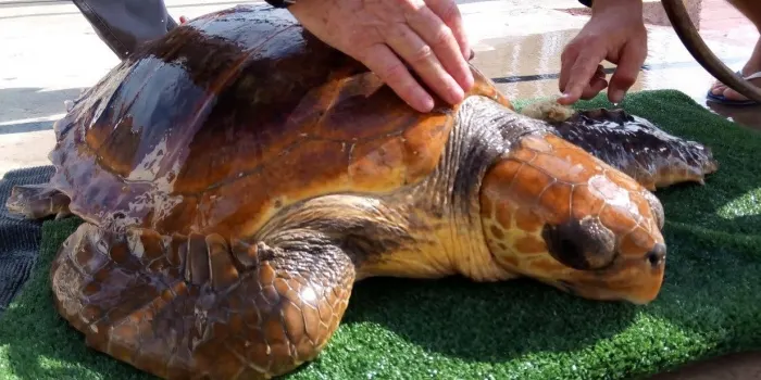 Regatistes del Club Nàutic d’Arenys rescaten una tortuga ‘Careta Careta’