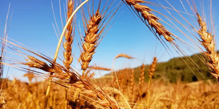 La cooperativa Territori de Masies aconsegueix completar el finançament per fer realitat el molí fariner