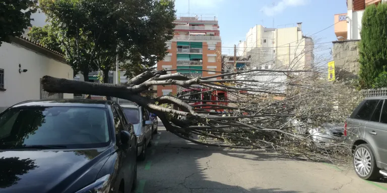Cau un arbre a la via pública