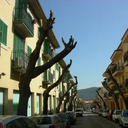 Amics Arbres - Arbres urbans, la mèlia (Melia azedarach) 9/5/2024 - episode art