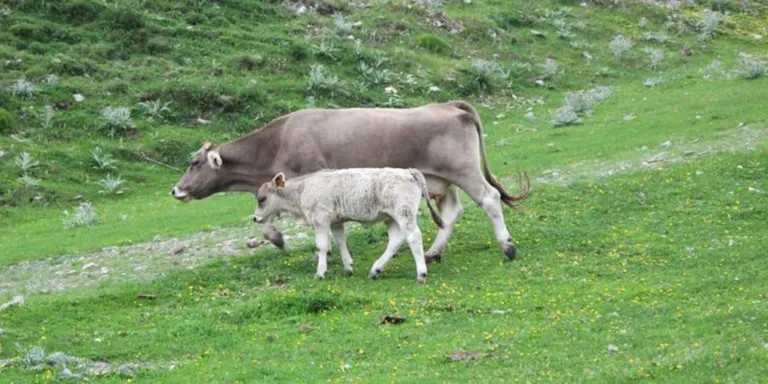 Agricultura prorroga fins al final d'aquest mes els ajuts a productors afectats per la crisi sanitària