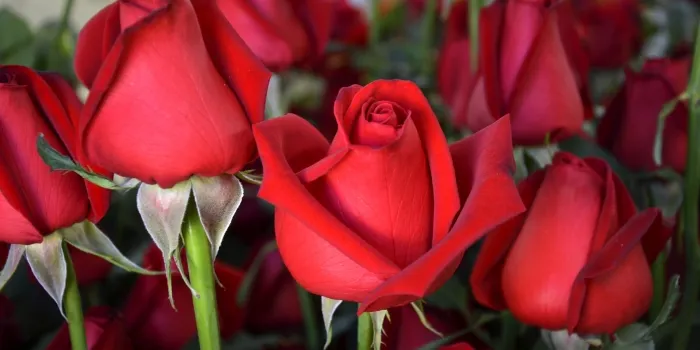 El volum de venda de roses es preveu inferior respecte l'any passat