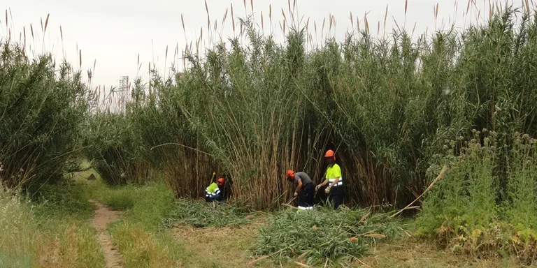 L’Associació Aurora recupera el camí del Francolí al Morell