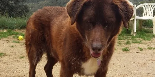 Diumenge 26 de març, XVI Desfilada canina