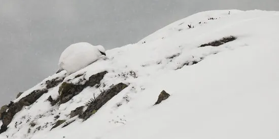 Un estudi revela que el canvi climàtic altera la reproducció de la perdiu blanca dels Pirineus
